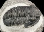 Gerastos Trilobite Fossil - Morocco #52111-1